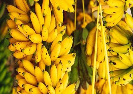 बजारमा केराको हाहाकार, मूल्य प्रतिदर्जन ३ सय ५० रुपैयाँ