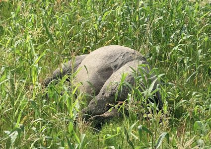 करेन्ट लगाएर गैँडा हत्या गरिएको पुष्टि, पक्राउ परेका व्यक्तिमाथि अनुसन्धान जारी