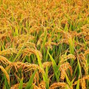वैज्ञानिक आधारमा धानको मूल्य सिफारिस