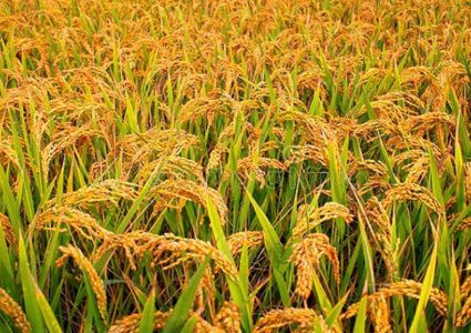 वैज्ञानिक आधारमा धानको मूल्य सिफारिस