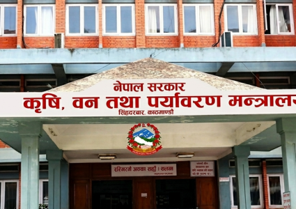 डीडीसीको बक्यौता भुक्तानी सुरु, किसानले दैनिक पाउँदैछन् १ करोड रुपैयाँ