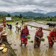 २३औं राष्ट्रिय धान दिवस: दही चिउरा खाएर रोपाइँको रौनक, तर वर्षाको अभावले किसान चिन्तित