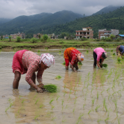 पर्याप्त वर्षा नहुँदा देशभर धान रोपाइँ प्रभावित, गत वर्षभन्दा उत्पादन घट्ने चिन्ता