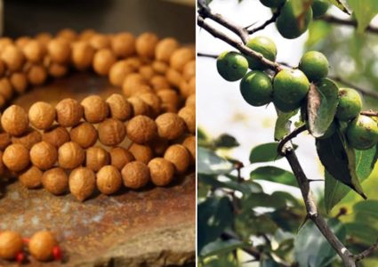 सार्वजनिक जग्गाको बोधिचित्त वृक्षको दाना बिक्रीमा, मूल्य १५ लाख रुपैयाँ
