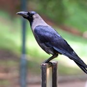 उपत्यकामा बर्डफ्लु सर्नुमा मुख्य कारक काग