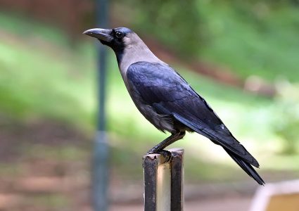 उपत्यकामा बर्डफ्लु सर्नुमा मुख्य कारक काग