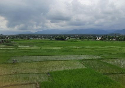 देशभर १ लाख ३७ हजार हेक्टर जमिनमा रोपाइँ