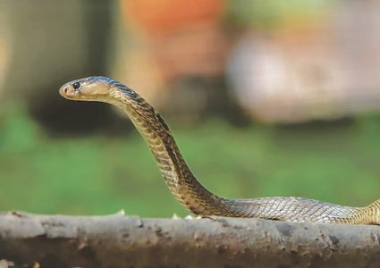 गर्मी बढेसँगै सर्पदंशका बिरामी बढे