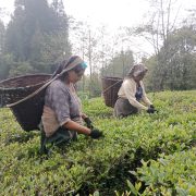 पटक पटक चिया निर्यातमा भारतिय अवरोध, सरकारलाई चावी बुझाउने उद्योगीको धम्की