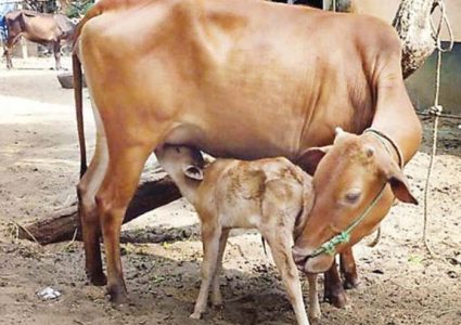 गाईलाई राष्ट्रिय पशु घोषित गर्न भारतका मुस्लिमहरूको माग, भाजपा सरकार अप्ठेरोमा