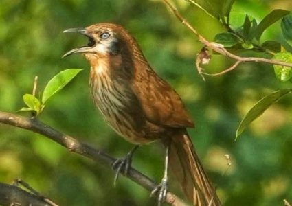नेपालमा मात्र पाइने दुर्लभ चरा काँडे भ्याकुर मधेशमा देखियो