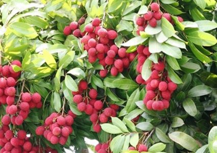 लिचीको मुल्य घट्यो, किलोको कति ?