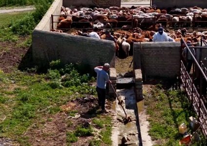 चीनको इली नदी उपत्यका क्षेत्रमा बाख्रा डुबाउने सिजन सुरु
