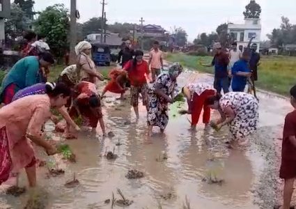 प्रधानमन्त्री बालेनको निर्वाचन क्षेत्रका स्थानीयद्वारा सडकमै धान रोपेर विरोध
