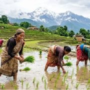 तेस्रो सातासम्म देशभर ३२.३८ प्रतिशत मात्र धान रोपाइँ, पर्याप्त वर्षा नहुँदा गति सुस्त