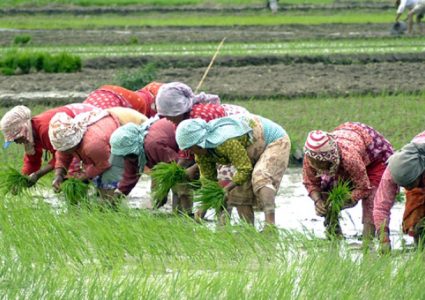 देशभर एक लाख ३७ हजार हेक्टर जमिन रोपाइँ