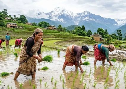 मनसुन ढिलाइको असर : देशभर ११.३३ प्रतिशत मात्रै धान रोपाइँ
