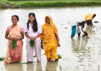धनुषा पुगेर धान रोपिन् उपसभामुखले