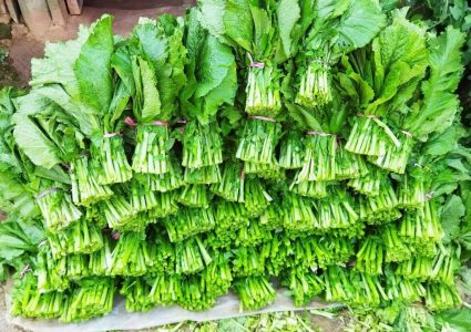 भक्तपुरमा उत्पादित रायो सागमा भेटियो विषादी, नष्ट गर्न निर्देशन