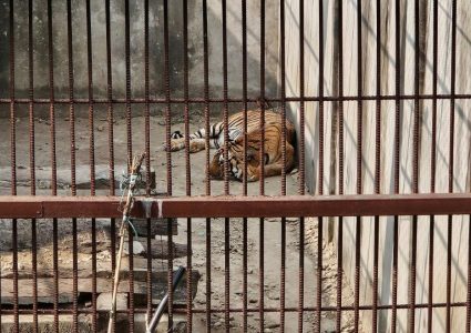 मुलुकभर समस्याग्रस्त बाघको सङ्ख्या १६ पुग्यो, प्रतिबाघका लागि वार्षिक ३५ लाख खर्च