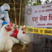 बर्डफ्लुबाट प्रभावित किसानलाई एक साताभित्र ५२ करोड रुपैयाँ क्षतिपूर्ति वितरण गरिने