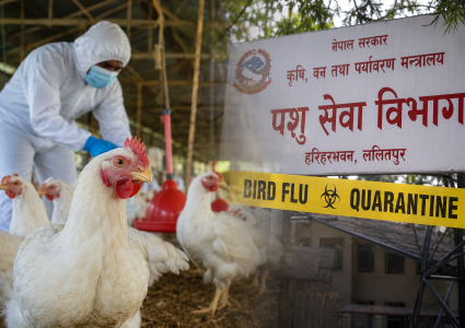 बर्डफ्लुबाट प्रभावित किसानलाई एक साताभित्र ५२ करोड रुपैयाँ क्षतिपूर्ति वितरण&hellip;