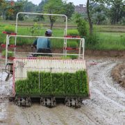 मेसिनबाट धान रोपाइँ : किसानको समय र लागत दुवै बचत