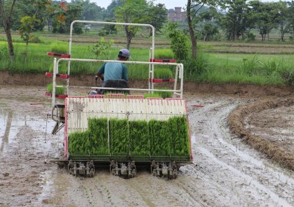 मेसिनबाट धान रोपाइँ : किसानको समय र लागत दुवै बचत