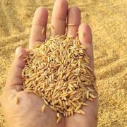 बीउ उत्पादन कार्यक्रम ५८ स्थानीय तहमा सञ्चालन