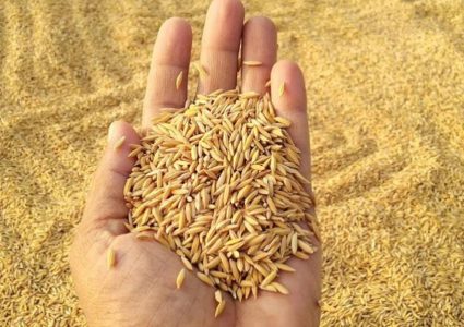 बीउ उत्पादन कार्यक्रम ५८ स्थानीय तहमा सञ्चालन