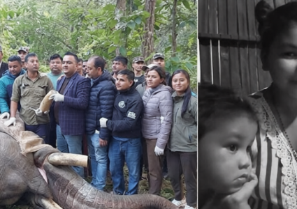 हिंस्रक ध्रुवे हात्तीले आमाछोराको ज्यान लियो