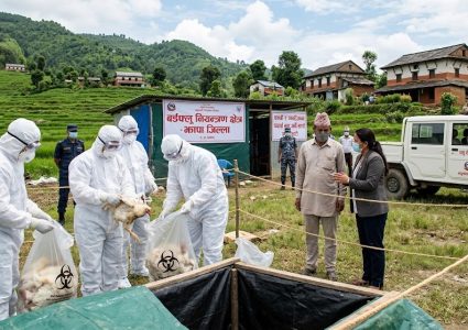 सात जिल्लामा बर्डफ्लु नियन्त्रणमा, उपत्यकासहित चार जिल्लामा अझै जोखिम
