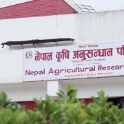 बेपत्ता कर्मचारी सेवाबाट हटाइए, नार्कमा कारबाहीको सुरुवात