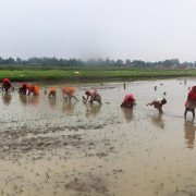 मनसुन ढिलो सक्रिय हुँदा धान रोपाइँ सुस्त, देशभर २४.९ प्रतिशत मात्रै सम्पन्न