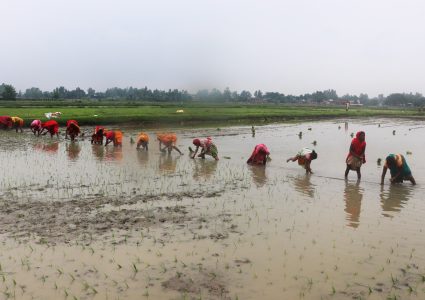 मनसुन ढिलो सक्रिय हुँदा धान रोपाइँ सुस्त, देशभर २४.९ प्रतिशत&hellip;