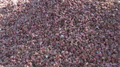 मेची भन्सारबाट अलैँची निर्यातमा उछाल, ८ अर्ब ६१ करोड नाघ्यो