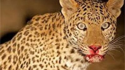 बर्दियामा चितुवाको आक्रमण : ६ वर्षीय बालकको मृत्यु, तीन जना घाइते