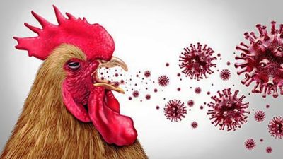 झापामा बर्ड फ्लु फैलियो, कुखुरा–अण्डा ओसारपसारमा पूर्ण प्रतिबन्ध