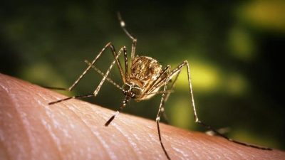 जापनिज इन्सेफलाइटिस सङ्क्रमणपछि खोप अभियान