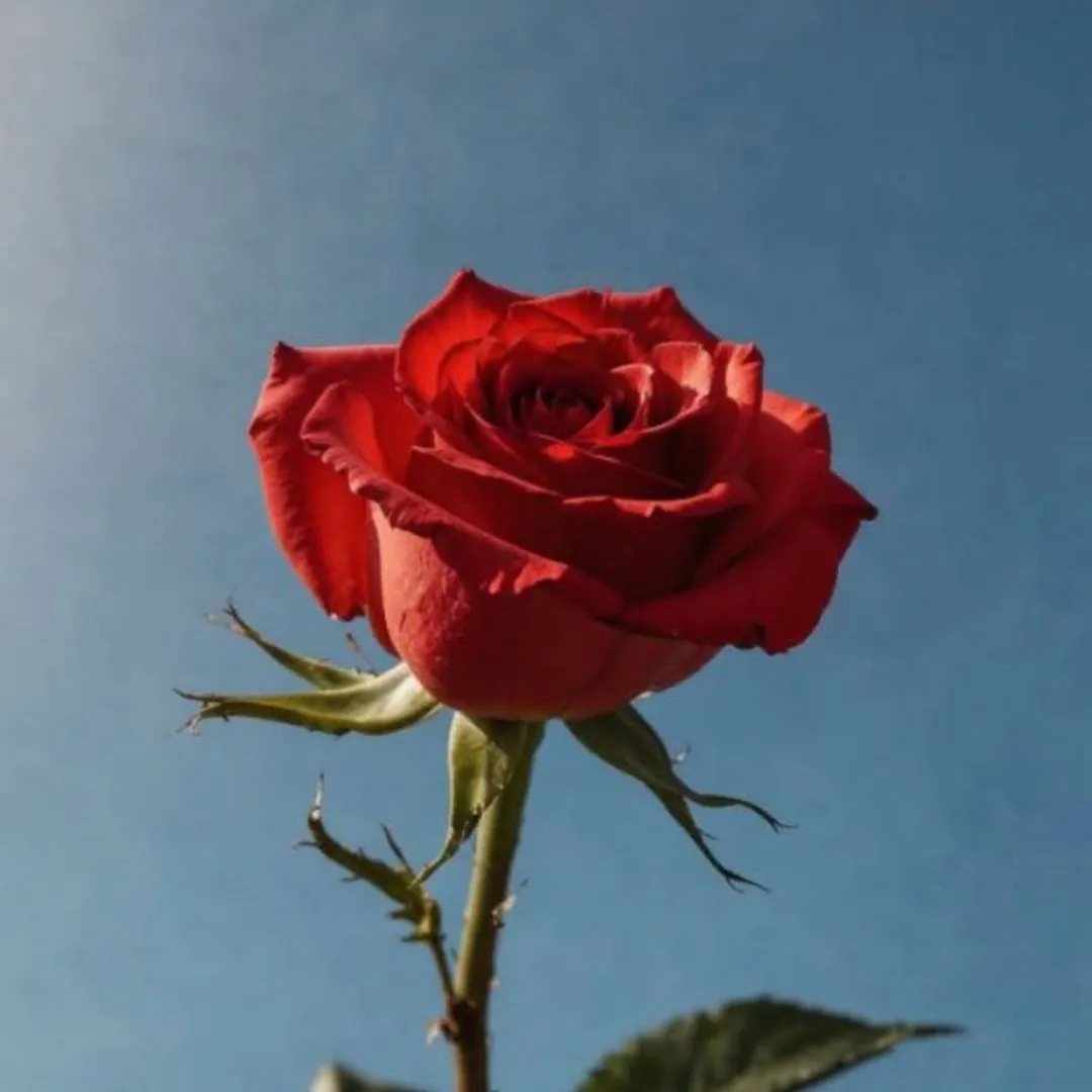 Yadavyadav Yadav