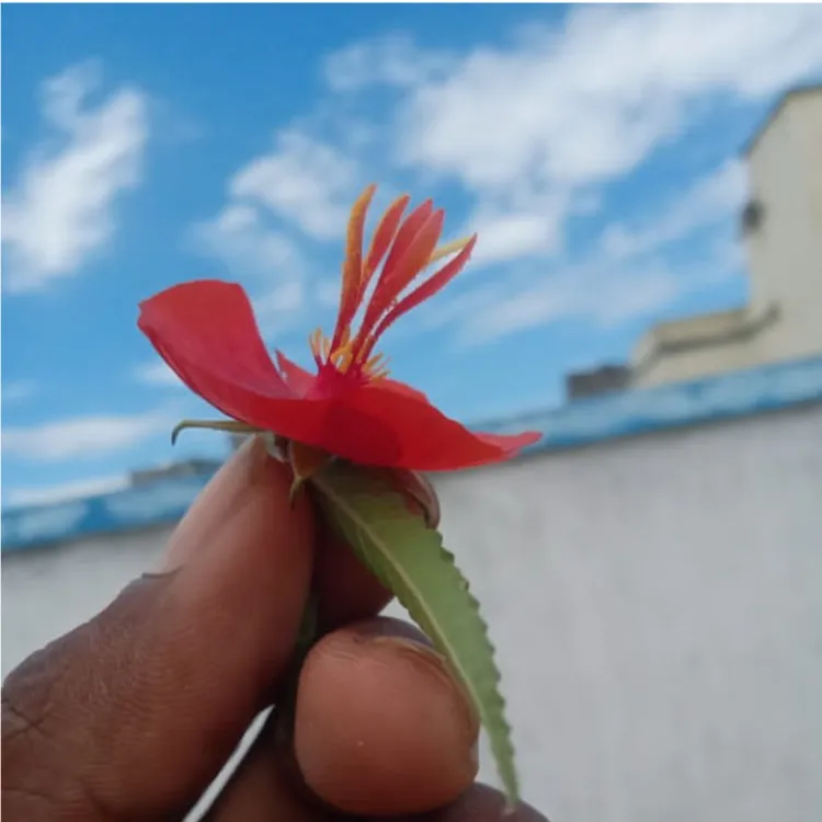 PRAVEEN KUMAR