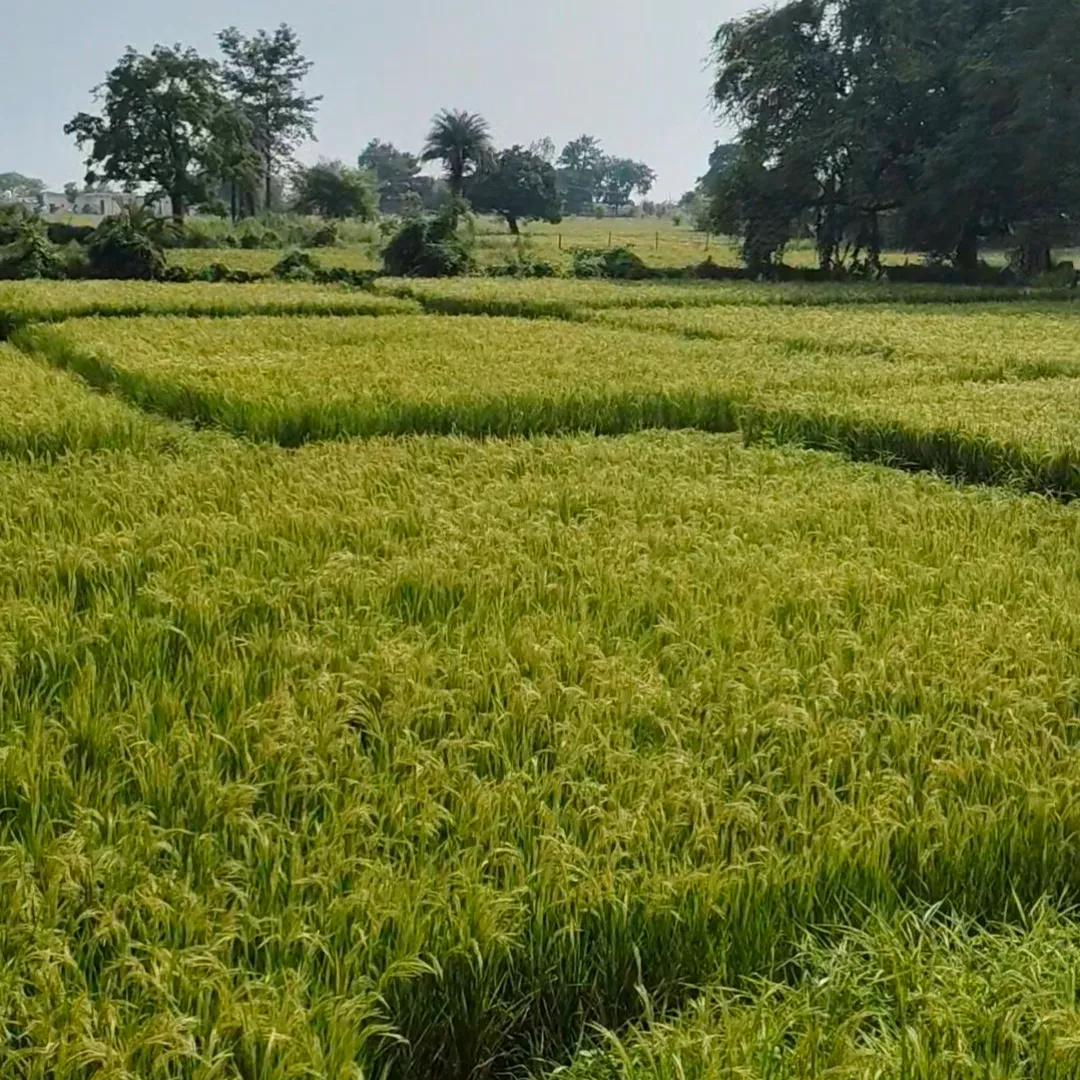 jitendra pal