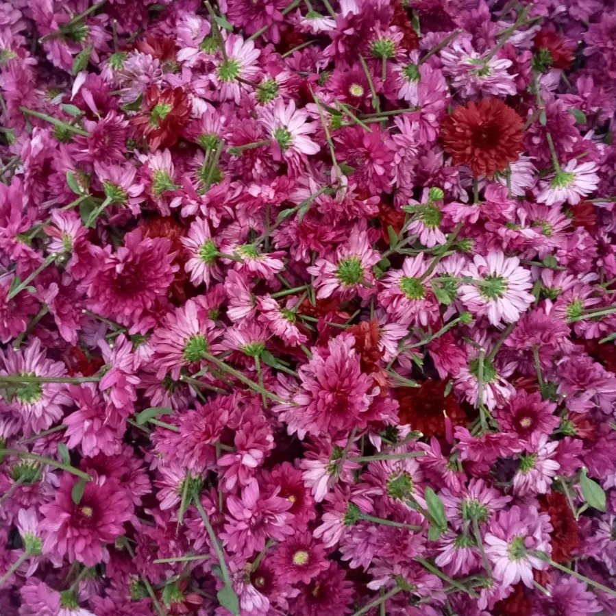 Chinnarayudu Shanigarapu