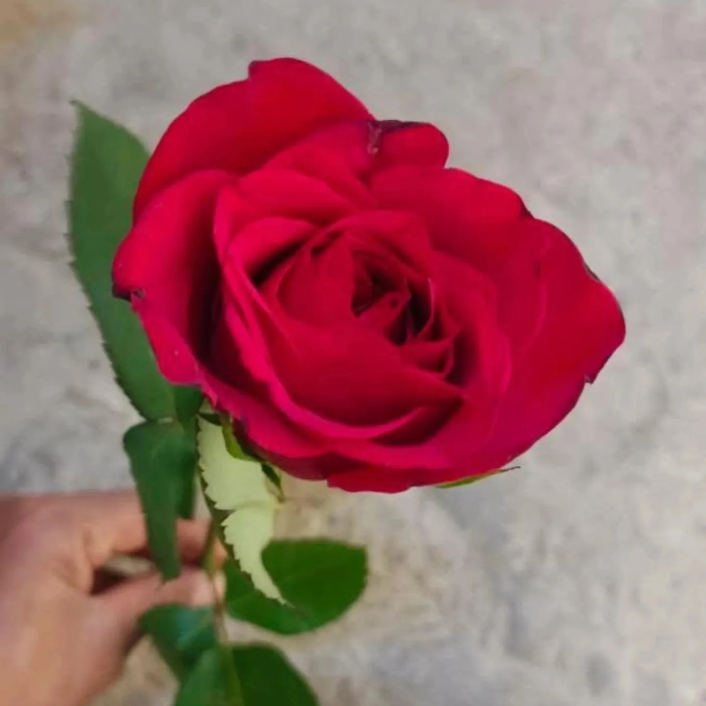 DILSHAD Hussain