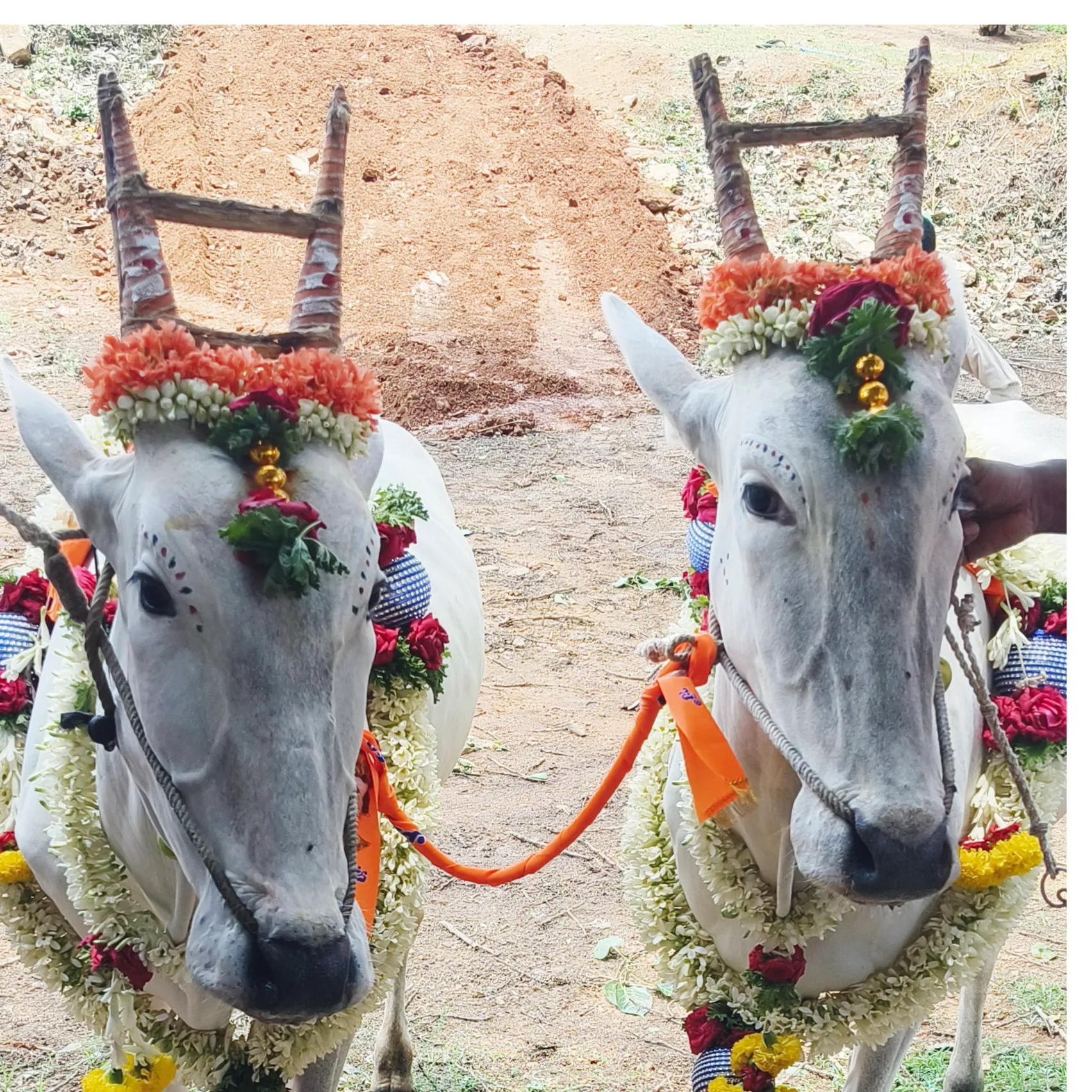 Basava Premi