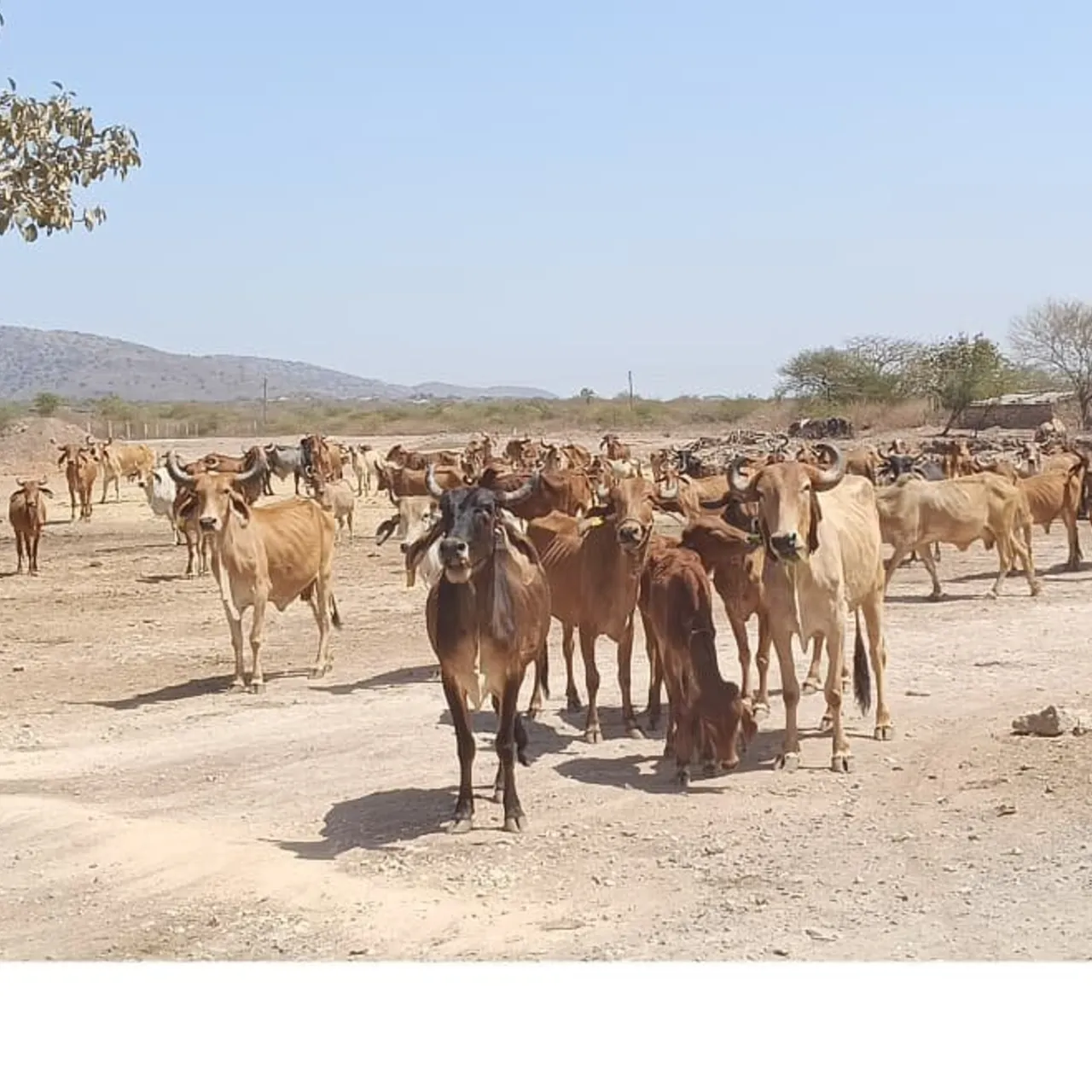 Raju Solanki