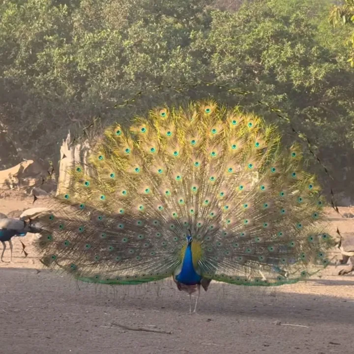 mahesh kumar