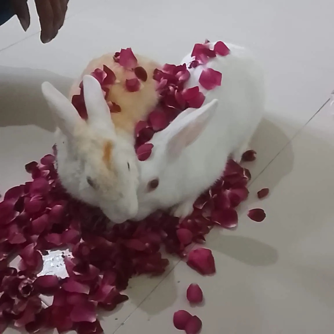 Bittu Sera