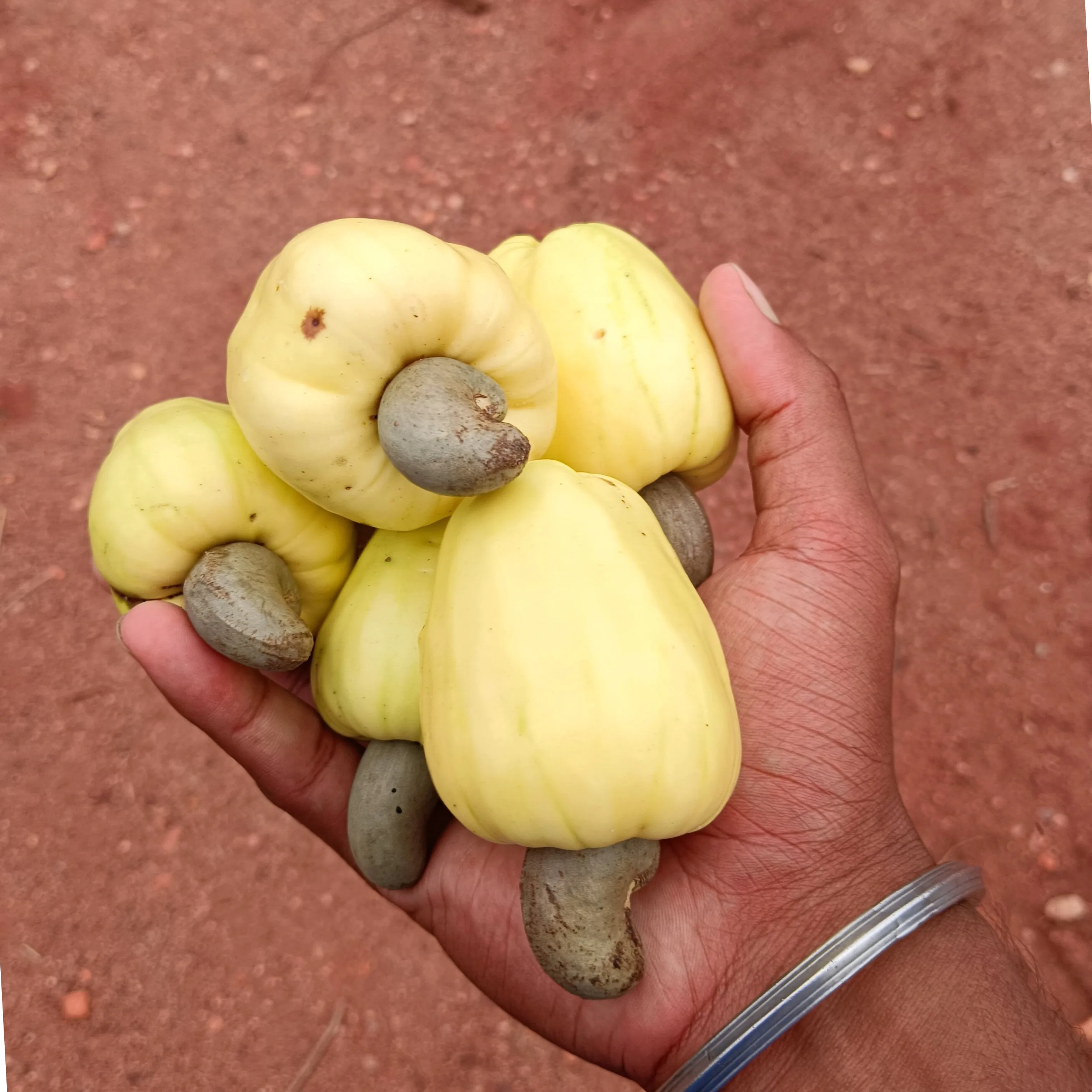 Yadav Yadav