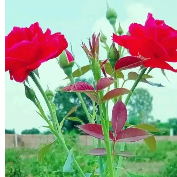 Rajesh Saora